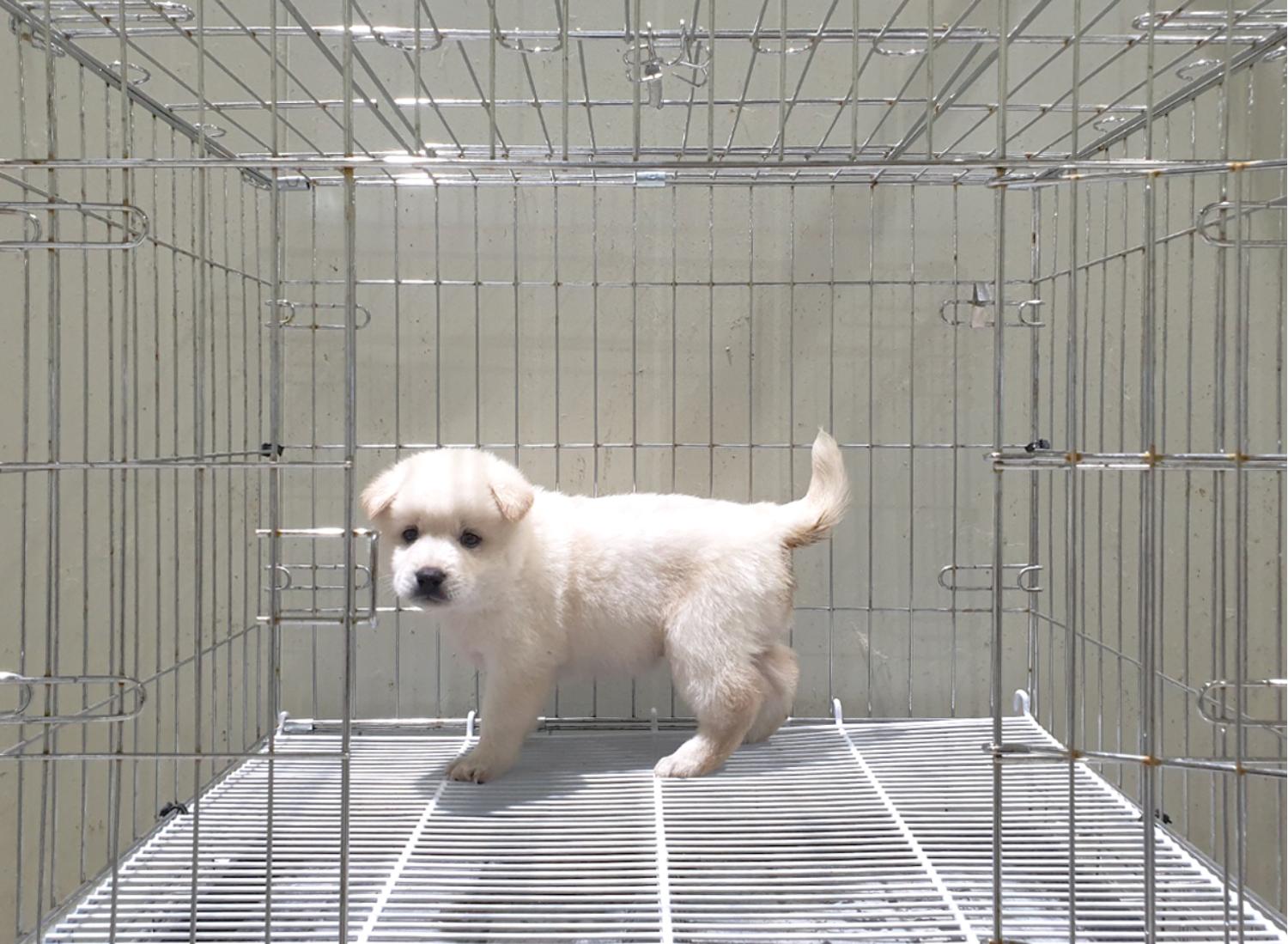 위더스 동물보호센터_441570202400840